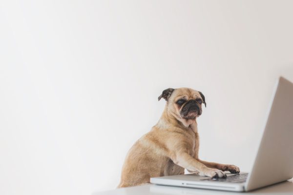 Petcare services applications